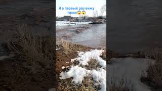 Полноводье. П. Подгорный