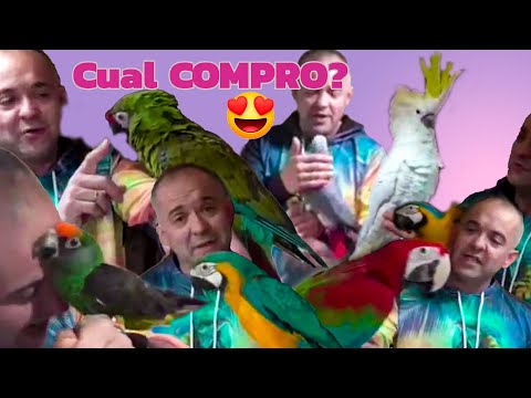 Video: Que Loro Es Mejor Elegir