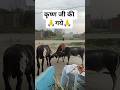 Krishna ji ki gay #dailygauseva #shortsfeed #sanatanhindu #shorts #cow