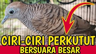 Ciri-ciri perkutut bersuara besar rajin bunyi gacor manggung.