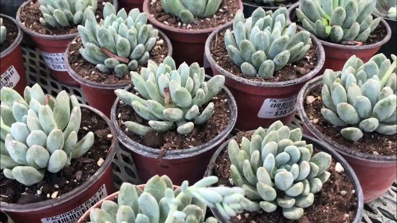 Mi vivero favorito en Monterrey, Viveros Valle Alto YouTube