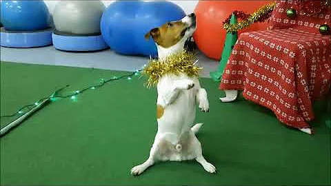 eldono Kaldins linksmybs  2022. Smart dog Christma...