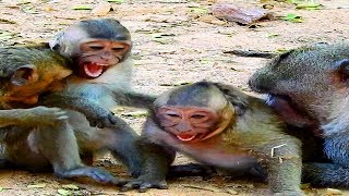 Leader Bite Small Monkeys Cruelty Ts36 Your Entertainment