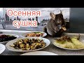 Осенняя сушка для шиншилл🥕🍏