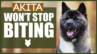 How To Stop Your AKITA BITING