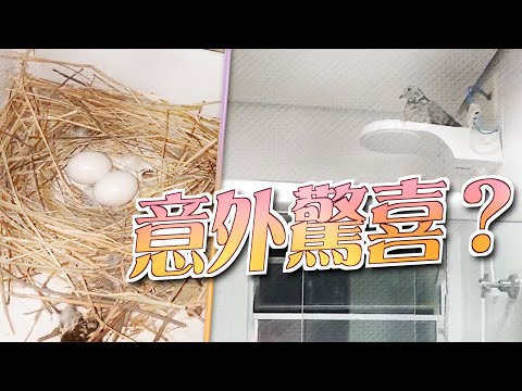 【on.cc東網】住戶出門忘關窗　野鴿霸浴室築巢