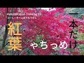 リハビリ登山03 デイキャンプでトレッキング 下り Trekking 03 ソロキャン 動画編集 練習用 For video editing practice コーヒー Time for coffee