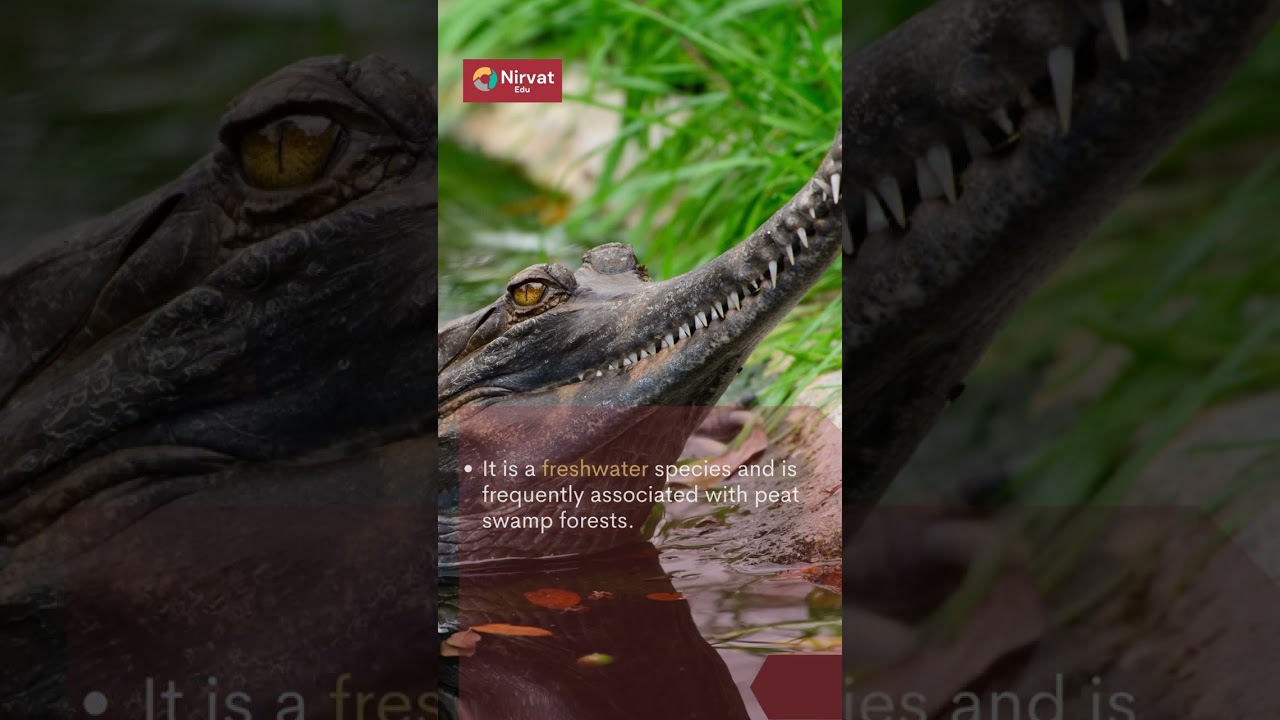 Current affairs : Tomistoma 