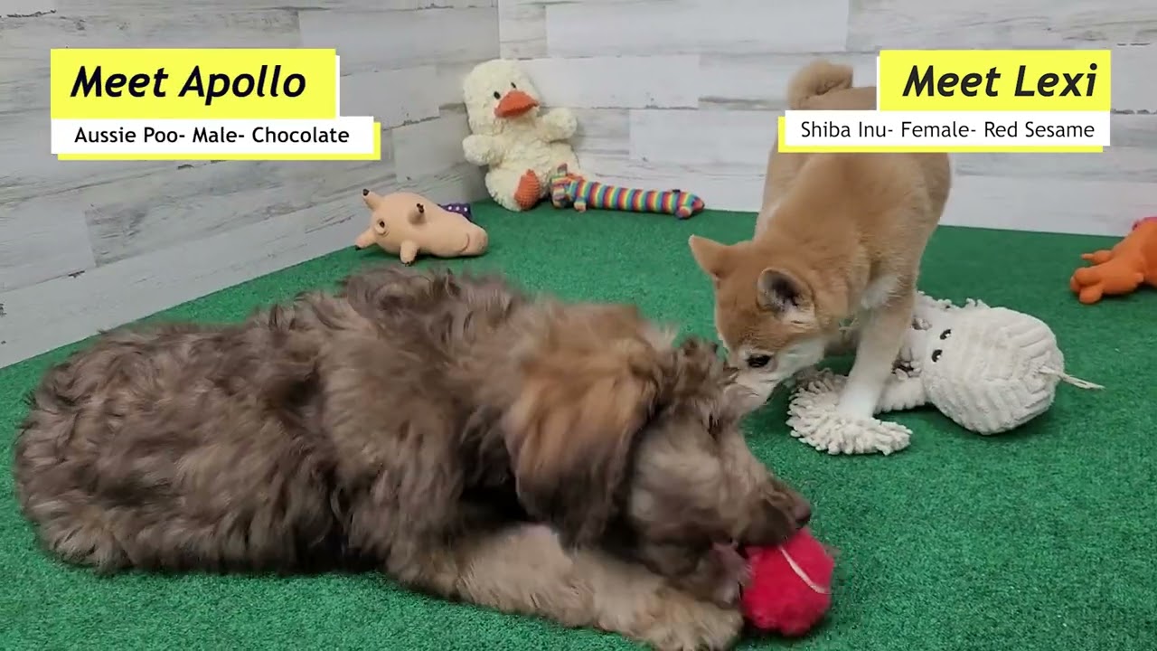 Meet Shiba Inu puppy (Lexi) and friend Aussie Poo puppy (Apollo)