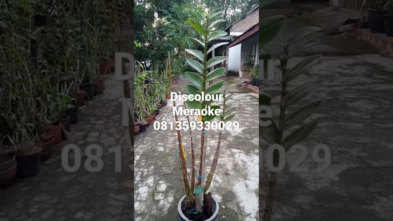 Discolour Meraoke jumbo