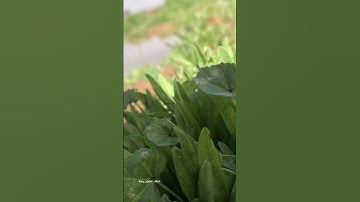 وَإِنّي لَغَفّارٌ لِمَن تابَ وَآمَنَ وَعَمِلَ صالِحًا ثُمَّ اهتَدى | سورة طه | هيثم الدخين