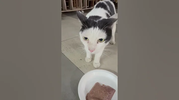 Video 11317271: thai cat