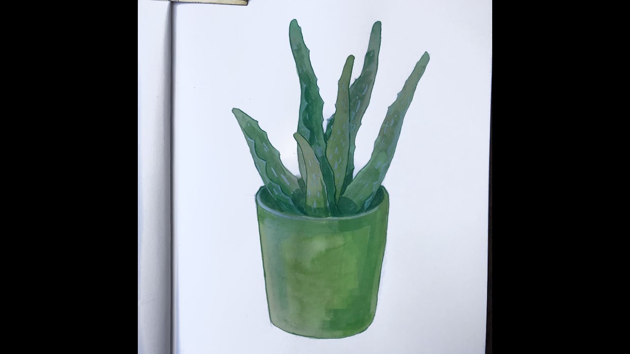 "aloe vera" watercolour speedpaint