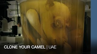 Clone your camel | UAE
