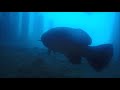 Goliath Grouper at Blue Heron Bridge