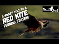 A Winter Visit to a Red Kite Feeding Station