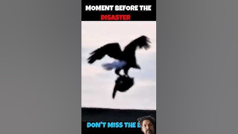 eagle attacks fox #animals #birds #wildanimals #youtube #shorts #shortvideo #ytshorts #animallife