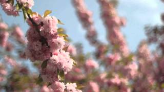 Cherry Blossoms at The Brooklyn Botanic Garden