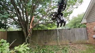 Removing Bradford Pears the easy way