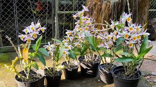 Hoa Lan Trúc Phật Bà  Dendrobium pendulum || Toán Ròm Garden