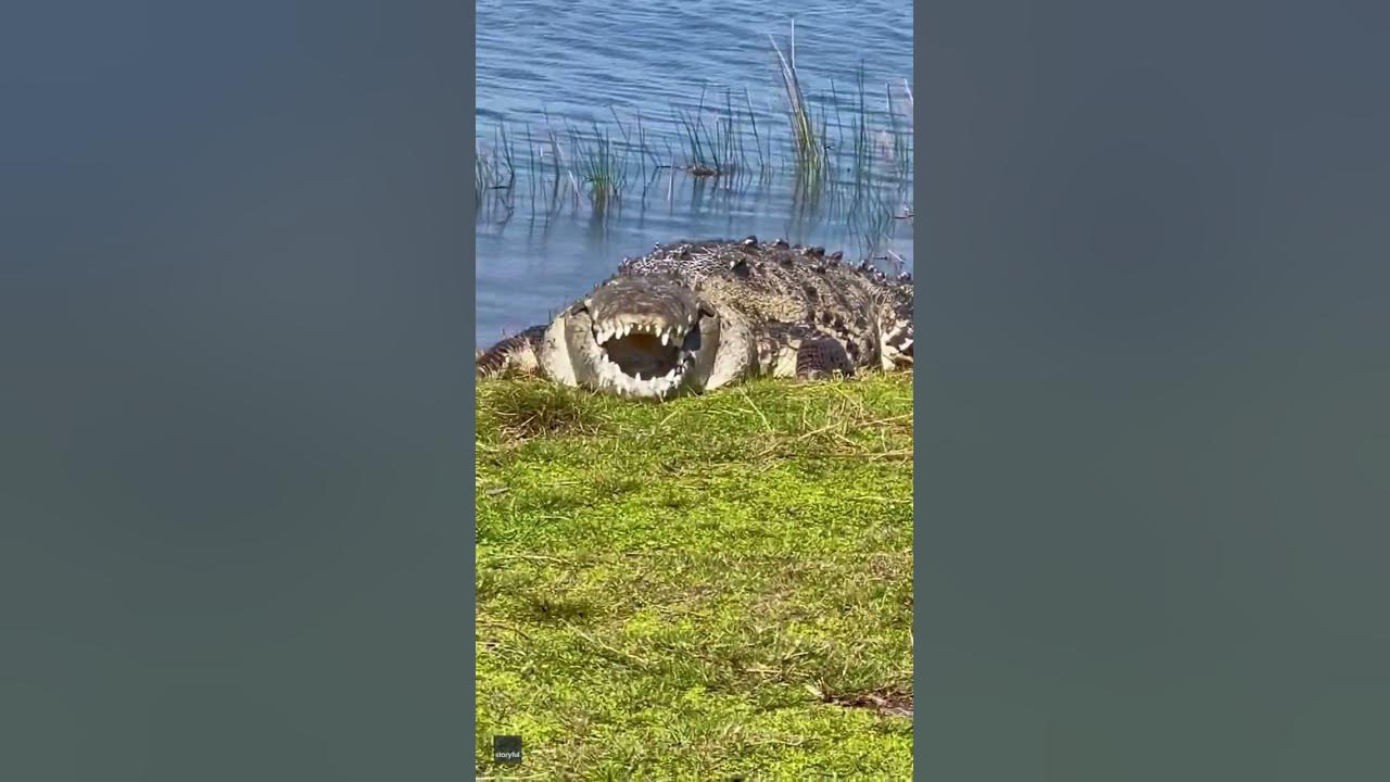 Massive alligator poses for the camera #shorts