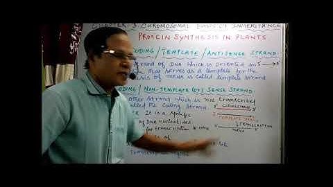 XII BotPure science  Chapter 3  Chromosomal basis of inheritance Protein synthesis Transcription Vid