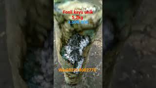 Download Lagu FOSIL KAYU UNIK DAN LANGKA MATERIAL GARUT #shortsvideo #petrifiedwood #fokay MP3