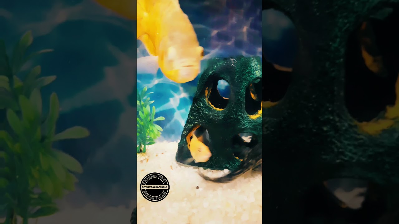 Banana cichlid fish aquarium | Sucker catfish 