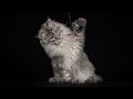 You've never seen such enormous paws | Polydactyly Maine Coon cat.