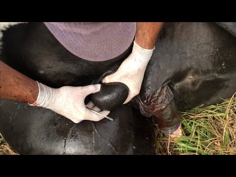 Castração de cavalo sem dor