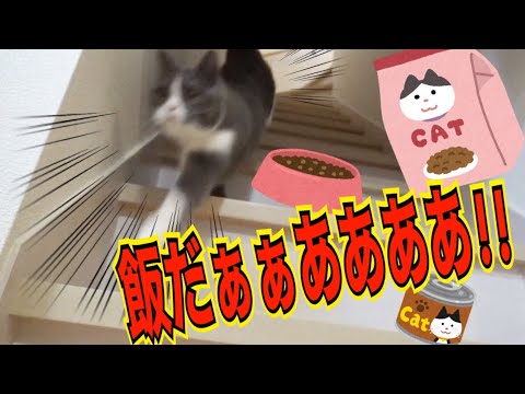 ブリティッシュショートヘアーの朝ごはんタイム