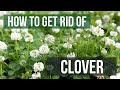 How to Get Rid of Clover (4 Easy Steps)