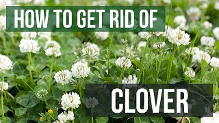 Top 11 How To Get Rid Of Clover In Lawn In 2022
