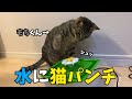 【レビュー】猫用の給水器に猫パンチ！？FLOWER FOUNTAIN MINI