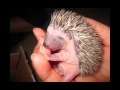 Baby Hedgehogs growing up