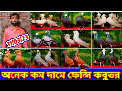 কম দামে ভালো মানের হাই কোয়ালিটি ফেন্সি কবুতর বিক্রি হবে | সস্তা দামে কবুতর কিনুন