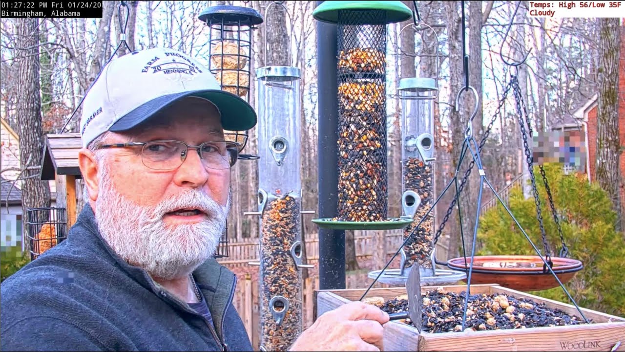 Feeder Talk Episode 2 From Alabama Bird Feeder Cam YouTube