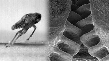 Nature Creates Robot Bug Complete with Working Gears