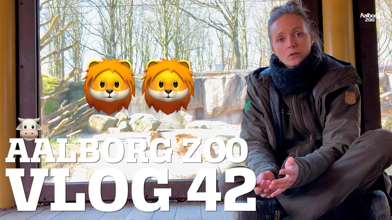 Løveungerne aflivet! 😔 Hør hvorfor | Flamingoens sære hjem | Dyrequiz | AalborgZoo VLOG42