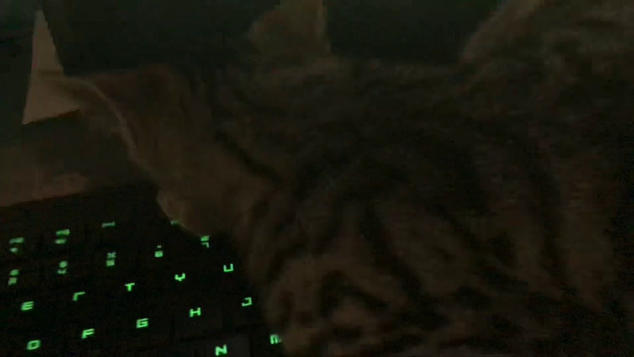 Cat keeps getting on my keybroed YouTube