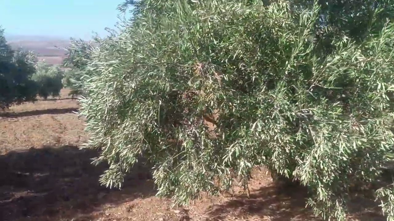 15  مليون. 10 هكتار. مغروسة زيتون 5 خاوية  محافظه تيتر طريق ضوء ماء 0679444657 فيرما مبروكة مسعودة 