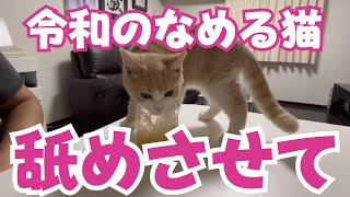 マンチカンの子猫が人間の食べ物をどうしても欲しくなってこんな事をしてました