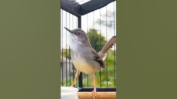 Ciblek kristal gacor Ngebren Variasi 6 isian #ciblekkristal #ciblek #ciblekbren