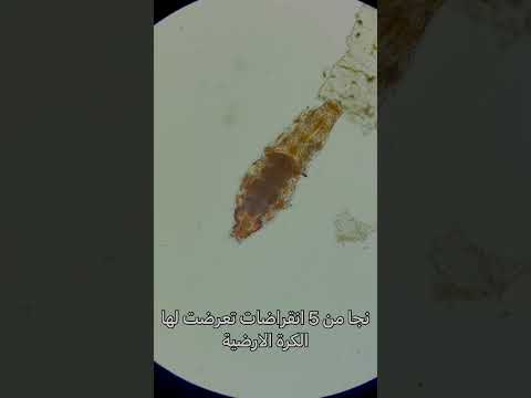 دب الماء الكائن الذي لا يموت كائن فضائي