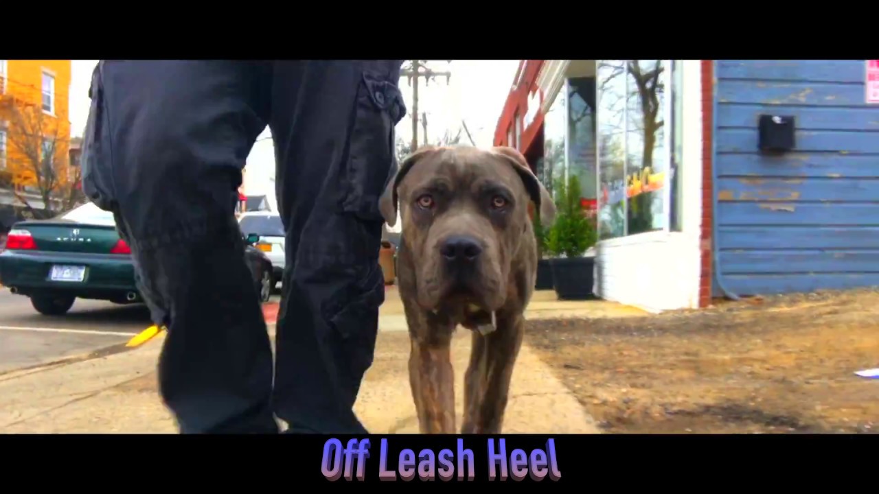 Providence Dog Trainers Cane Corso Blu Off Leash Best Dog Trainers In Rhode Island