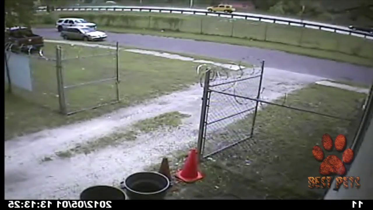 Best dog vs intruder compilation 1 YouTube