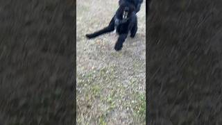 STITCH ATTACKS PERSON ON HIS WALK #dog #puppy #cute #pet #dogs #pets #funnypet #funnydog