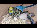 Beautiful budgie chick and scary sound of mother budgie will blow your mind