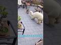 Tiger and dog via cctv #camera #cctv