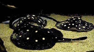 Potamotrygon Leopoldi Pups